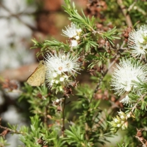 Ocybadistes walkeri at Aranda, ACT - 3 Dec 2021