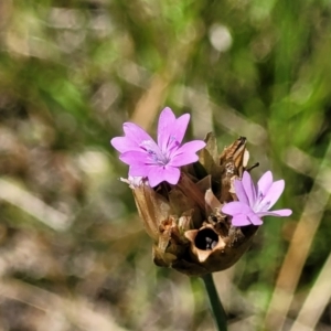 Petrorhagia sp. at Stromlo, ACT - 4 Dec 2021 11:08 AM