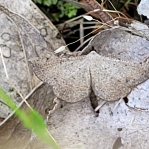 Taxeotis perlinearia at Stromlo, ACT - 4 Dec 2021