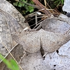 Taxeotis perlinearia at Stromlo, ACT - 4 Dec 2021