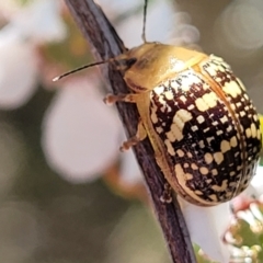 Paropsis pictipennis (Tea-tree button beetle) at Stromlo, ACT - 4 Dec 2021 by tpreston