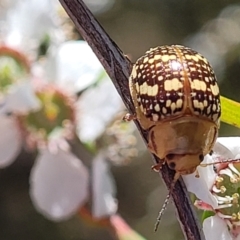 Paropsis pictipennis at Stromlo, ACT - 4 Dec 2021