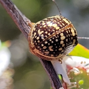 Paropsis pictipennis at Stromlo, ACT - 4 Dec 2021