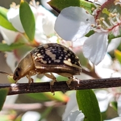 Paropsis pictipennis at Stromlo, ACT - 4 Dec 2021