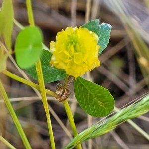 Trifolium campestre at Stromlo, ACT - 4 Dec 2021 10:57 AM