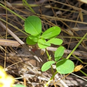 Trifolium campestre at Stromlo, ACT - 4 Dec 2021 10:57 AM