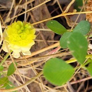 Trifolium campestre at Stromlo, ACT - 4 Dec 2021 10:57 AM