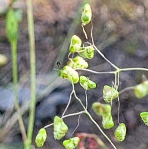 Briza minor at Stromlo, ACT - 4 Dec 2021