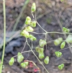 Briza minor at Stromlo, ACT - 4 Dec 2021