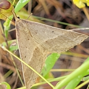 Epidesmia chilonaria at Stromlo, ACT - 4 Dec 2021