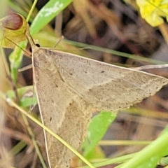 Epidesmia chilonaria at Stromlo, ACT - 4 Dec 2021