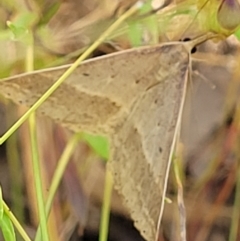 Epidesmia chilonaria at Stromlo, ACT - 4 Dec 2021