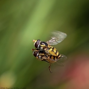 Simosyrphus grandicornis at Macgregor, ACT - 4 Dec 2021