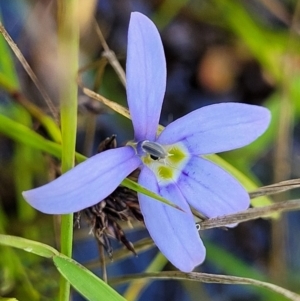 Isotoma fluviatilis subsp. australis at Stromlo, ACT - 4 Dec 2021