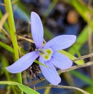 Isotoma fluviatilis subsp. australis at Stromlo, ACT - 4 Dec 2021