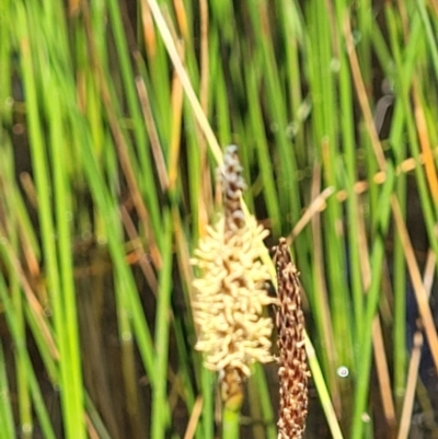 Eleocharis sp. (Spike-rush) at Stromlo, ACT - 3 Dec 2021 by tpreston