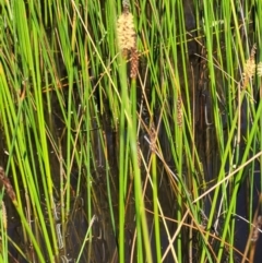 Eleocharis sp. at Stromlo, ACT - 4 Dec 2021 10:40 AM