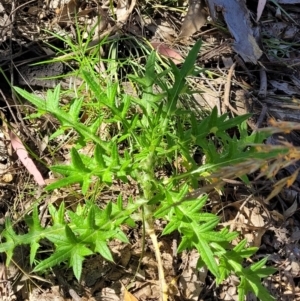 Cirsium vulgare at Stromlo, ACT - 4 Dec 2021 10:32 AM