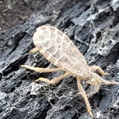 Opistoplatys australasiae (An assassin bug) at Stromlo, ACT - 4 Dec 2021 by trevorpreston