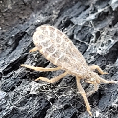 Aradidae sp. (family) (Flat bug) at Stromlo, ACT - 3 Dec 2021 by trevorpreston