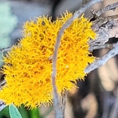 Teloschistes sp. (genus) (A lichen) at Stromlo, ACT - 3 Dec 2021 by tpreston