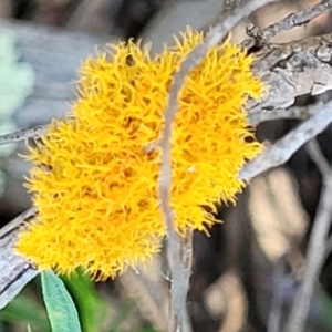 Teloschistes sp. (genus) at Stromlo, ACT - 4 Dec 2021