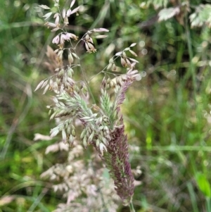 Holcus lanatus at Stromlo, ACT - 4 Dec 2021 09:50 AM