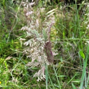 Holcus lanatus at Stromlo, ACT - 4 Dec 2021