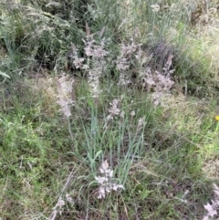 Holcus lanatus at Stromlo, ACT - 4 Dec 2021