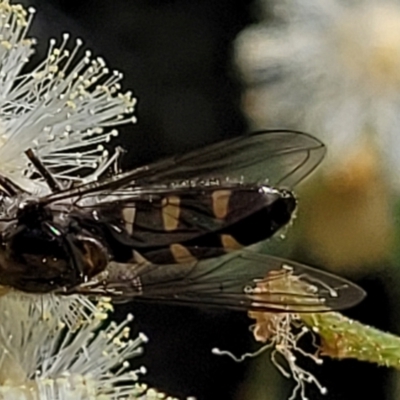 Melangyna viridiceps (Hover fly) at Stromlo, ACT - 3 Dec 2021 by tpreston