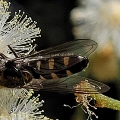 Melangyna viridiceps (Hover fly) at Stromlo, ACT - 4 Dec 2021 by trevorpreston