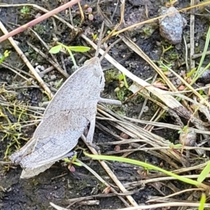 Goniaea australasiae at Stromlo, ACT - 4 Dec 2021 10:06 AM