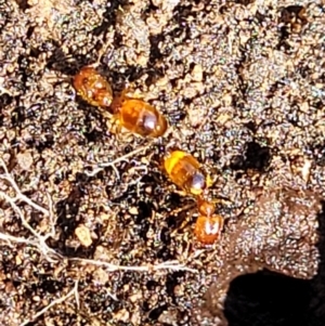 Pheidole sp. (genus) at Stromlo, ACT - 4 Dec 2021 10:01 AM