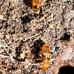 Pheidole sp. (genus) at Stromlo, ACT - 4 Dec 2021 10:01 AM