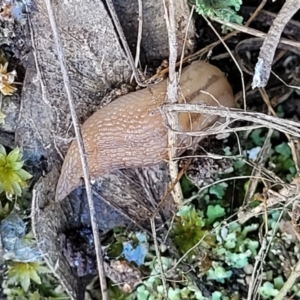 Ambigolimax sp. (valentius and waterstoni) at Stromlo, ACT - 4 Dec 2021