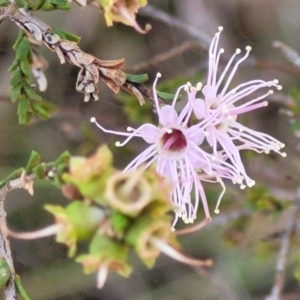 Kunzea parvifolia at Stromlo, ACT - 4 Dec 2021