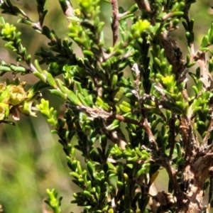 Kunzea parvifolia at Stromlo, ACT - 4 Dec 2021