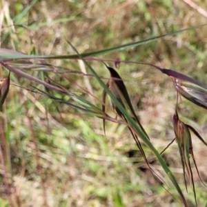 Themeda triandra at Stromlo, ACT - 4 Dec 2021