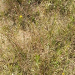 Themeda triandra at Stromlo, ACT - 4 Dec 2021 09:55 AM