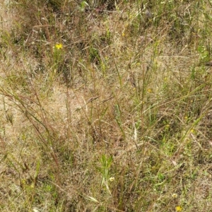 Themeda triandra at Stromlo, ACT - 4 Dec 2021