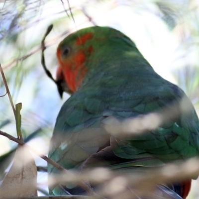 Alisterus scapularis (Australian King-Parrot) at Wodonga, VIC - 3 Dec 2021 by KylieWaldon