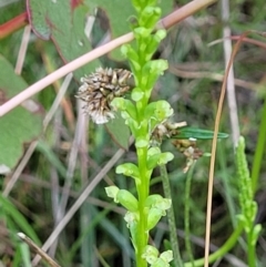 Microtis sp. (Onion Orchid) at Stromlo, ACT - 4 Dec 2021 by trevorpreston