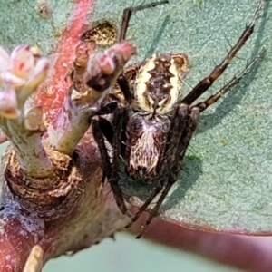 Araneinae (subfamily) at Stromlo, ACT - 4 Dec 2021