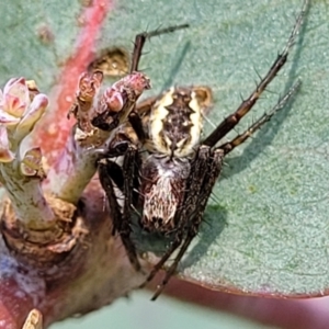 Araneinae (subfamily) at Stromlo, ACT - 4 Dec 2021 09:52 AM