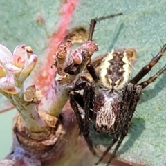 Araneinae (subfamily) at Stromlo, ACT - 4 Dec 2021