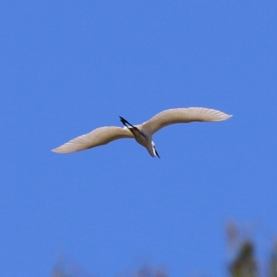 Ardea alba (Great Egret) at Wodonga, VIC - 4 Dec 2021 by KylieWaldon