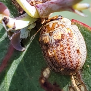 Paropsisterna m-fuscum at Stromlo, ACT - 4 Dec 2021