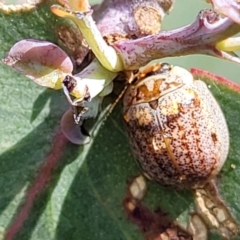 Paropsisterna m-fuscum at Stromlo, ACT - 4 Dec 2021