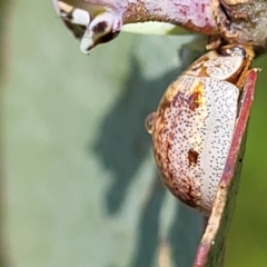 Paropsisterna m-fuscum at Stromlo, ACT - 4 Dec 2021