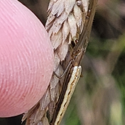 Unidentified Other web-building spider at Denman Prospect, ACT - 3 Dec 2021 by trevorpreston